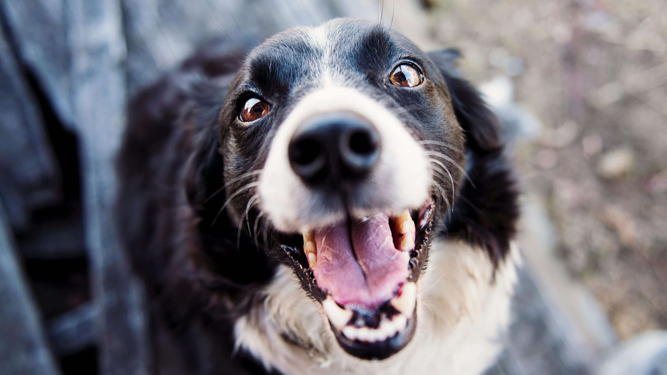 An image of a dog showing teeth