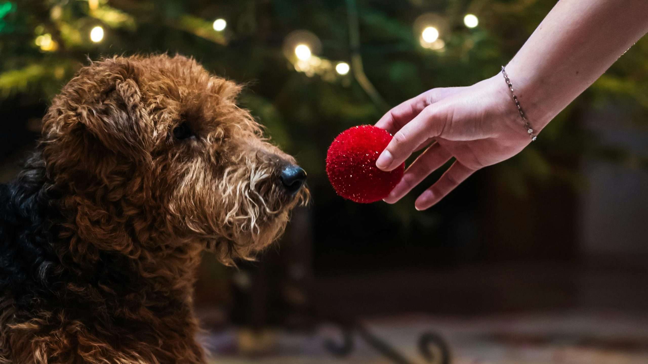 An image of a dog with a toy ball
