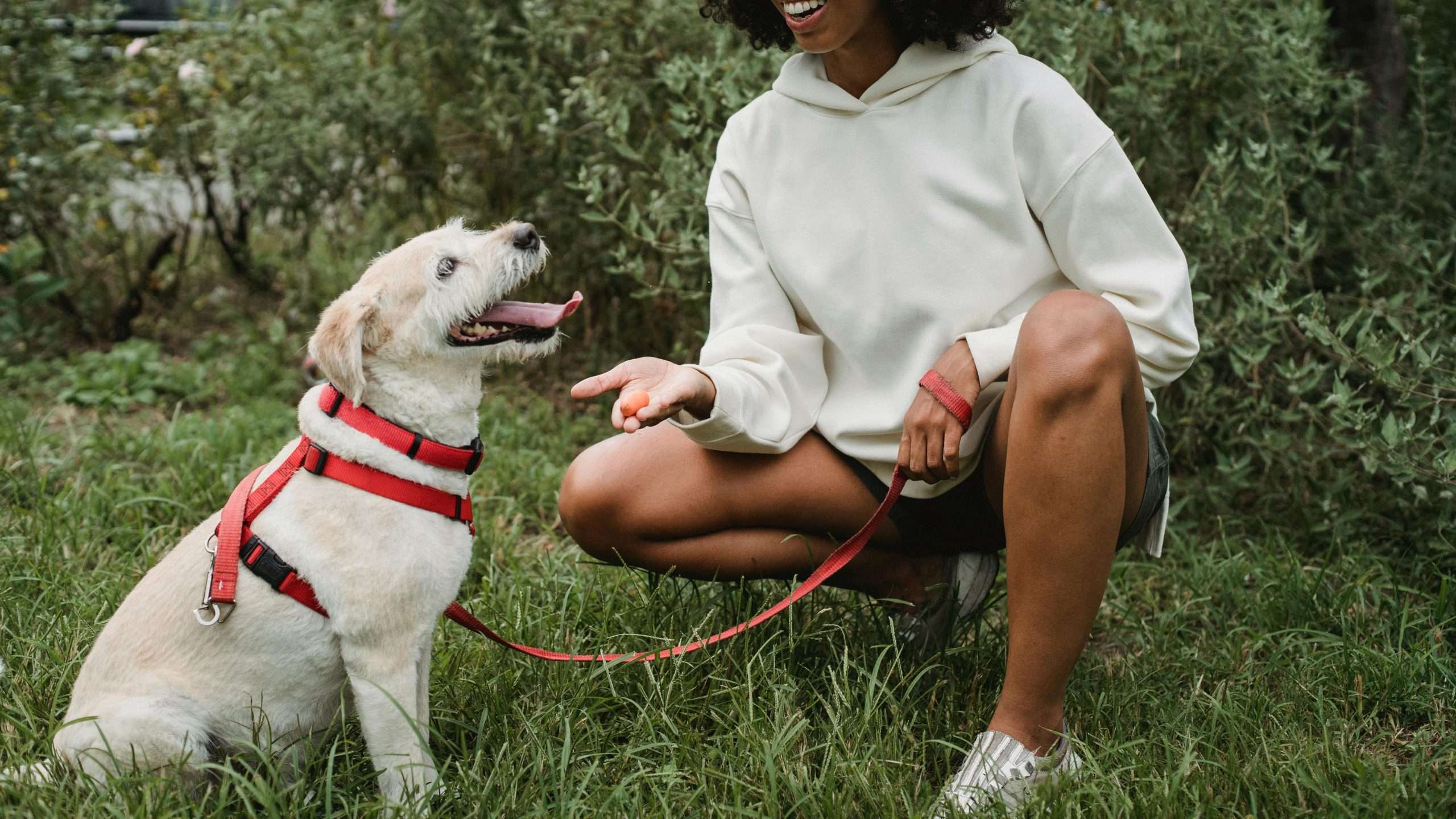 An image of a dog getting treats