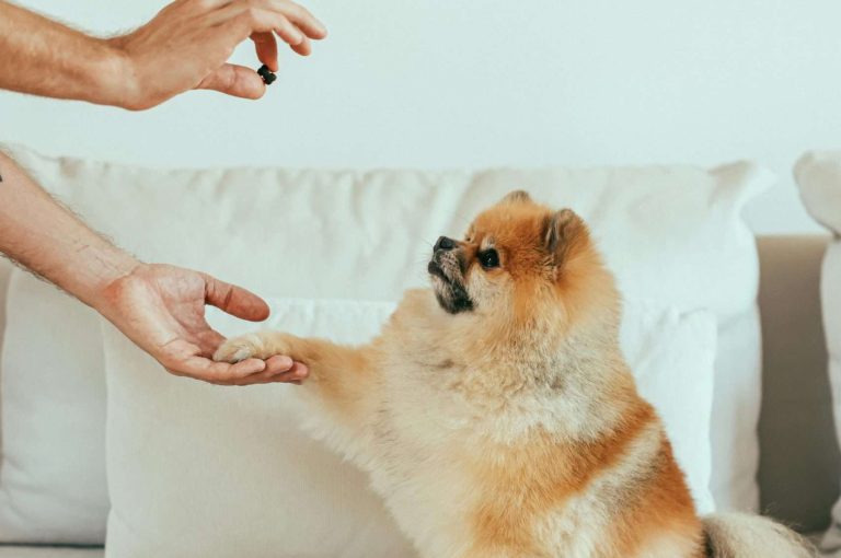 How to Choosing the Right Dog Treats: Mastering the Art of Treat Selection