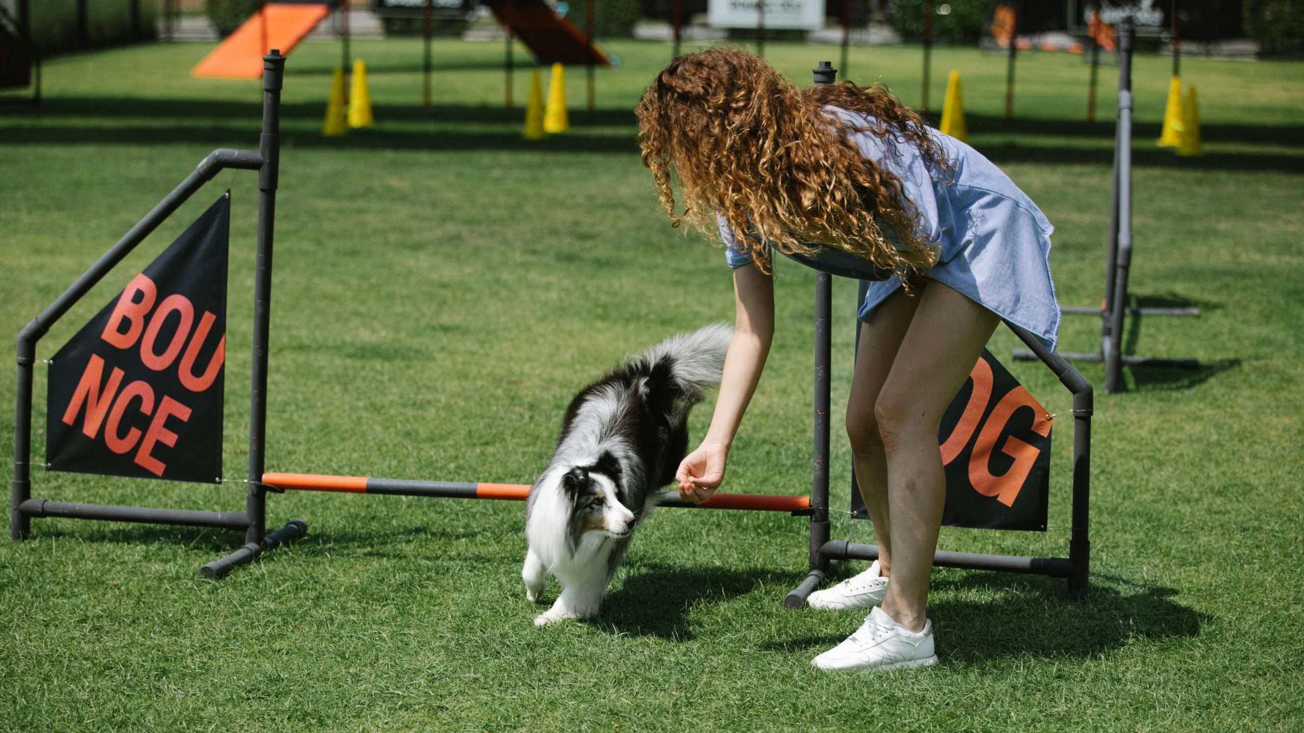 An image of dog training - dog treat