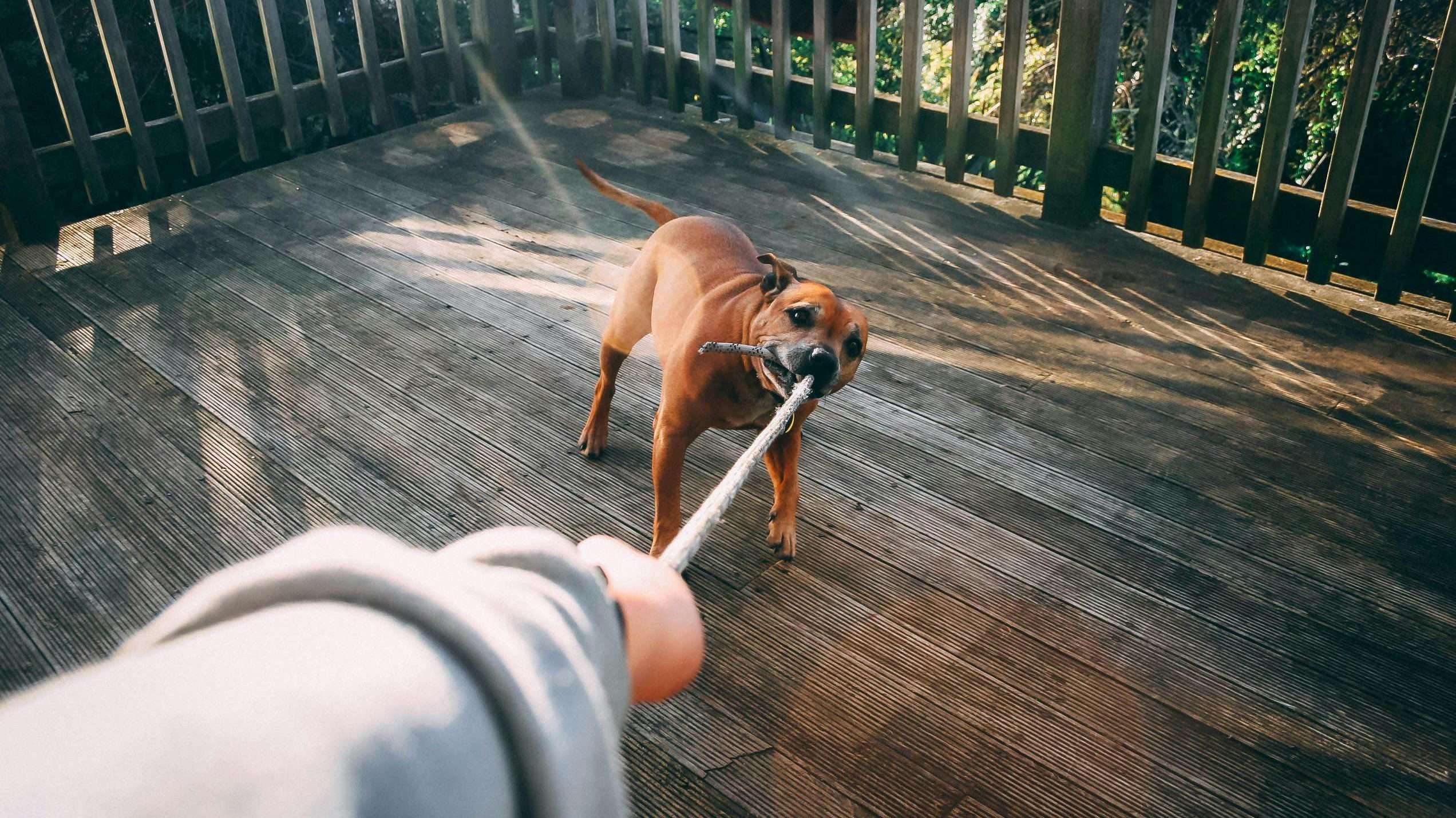 An image of a dog playing tug of war