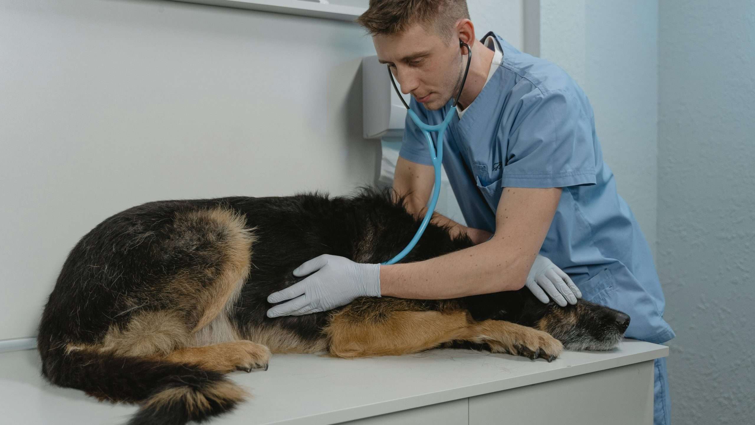 An image of a dog getting checked by the vet