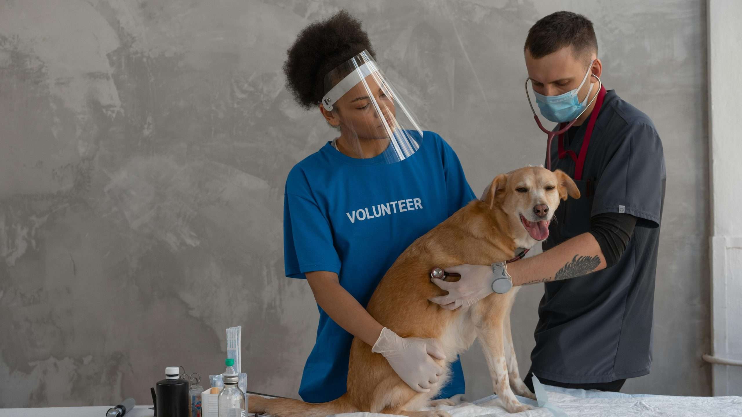An image of a dog at the vet