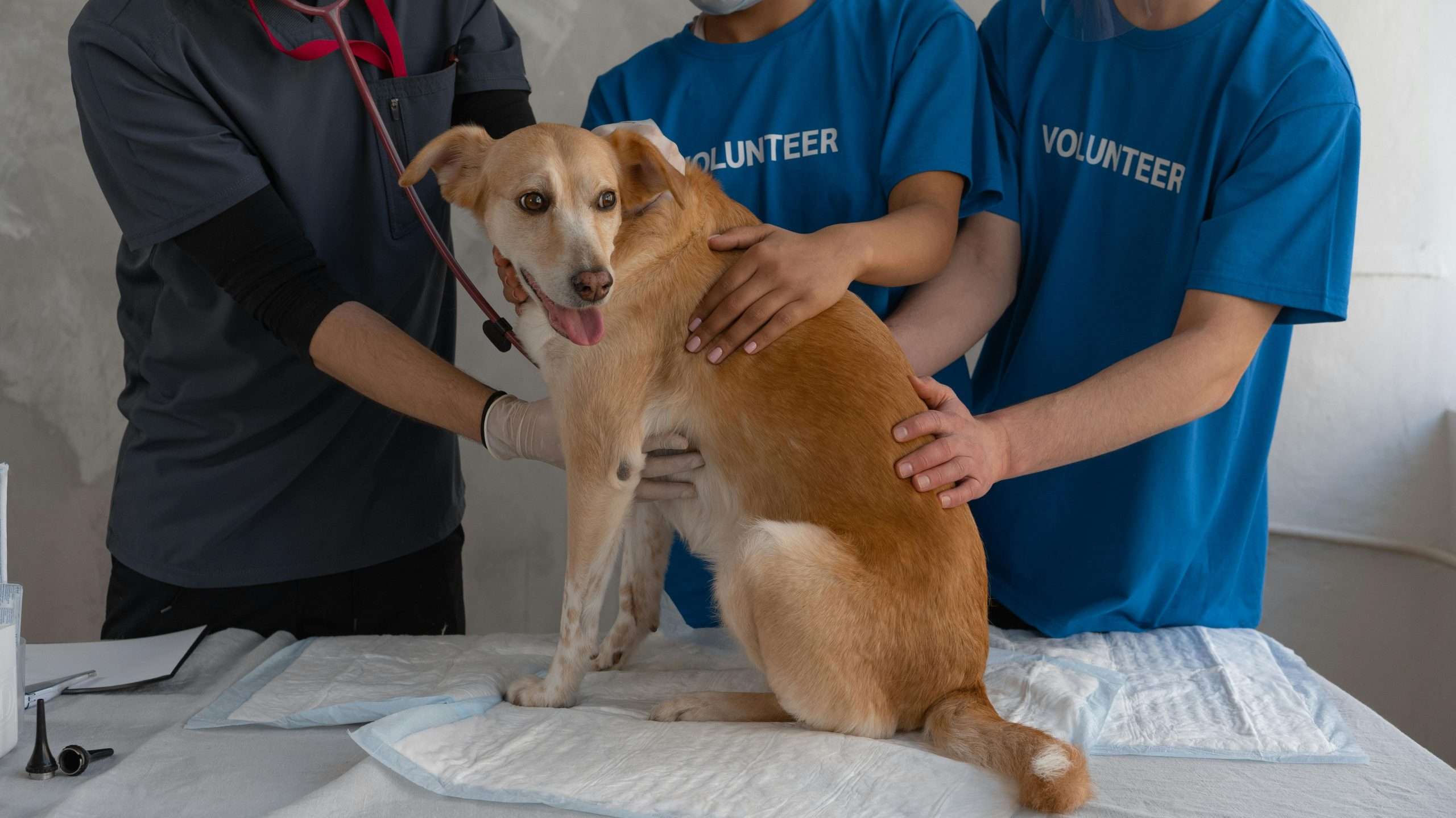 An image of a dog at the vet
