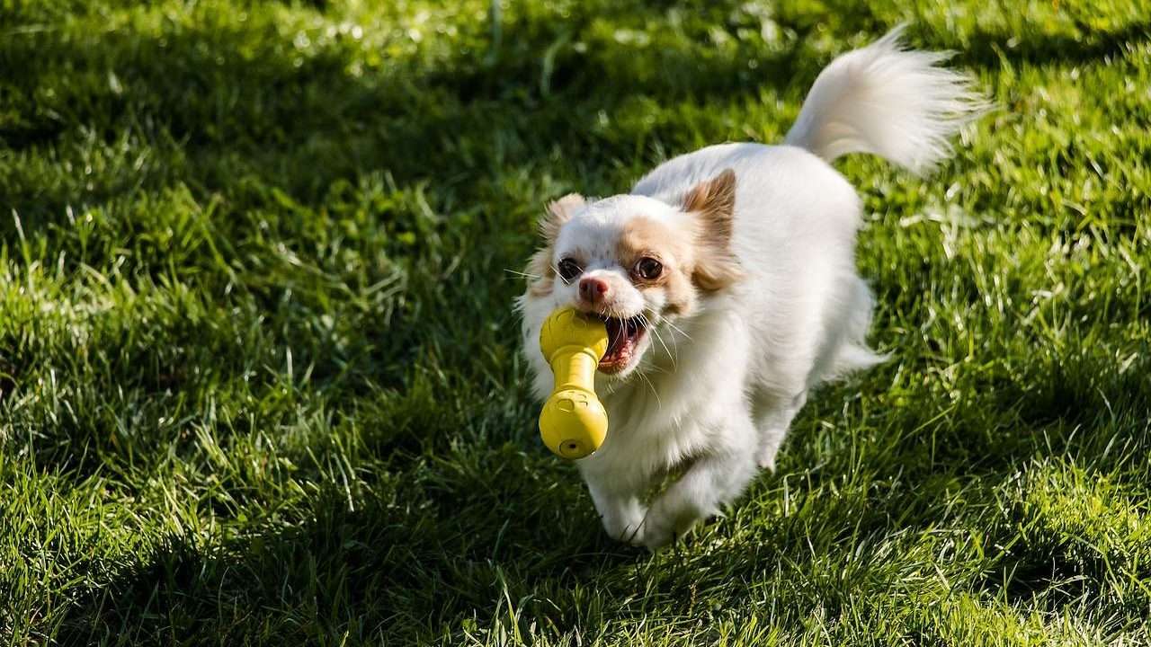 An image of a dog with a dumbbell toy - DIY dog toys