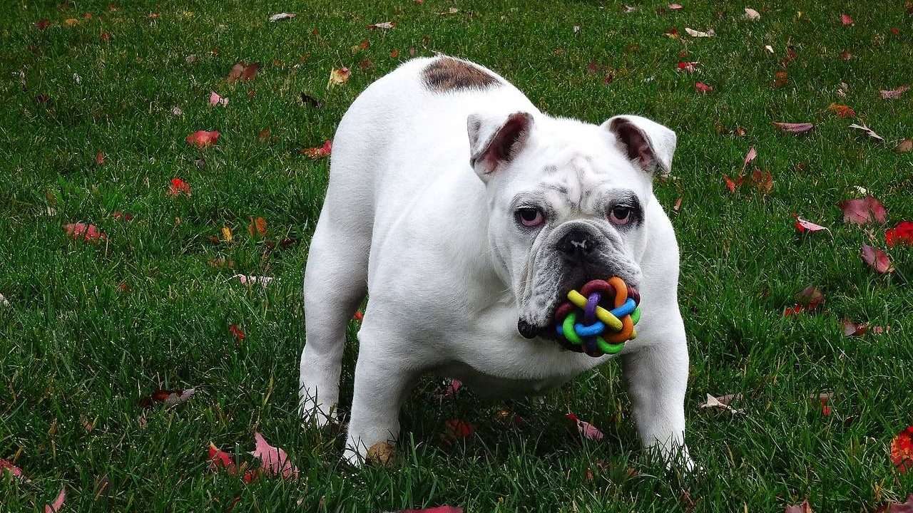 An image of a dog with a colorful toy
