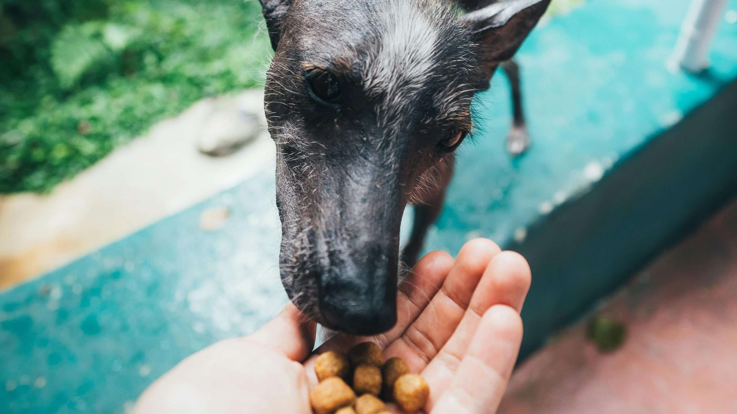 An image of a dog having treats - dog treat