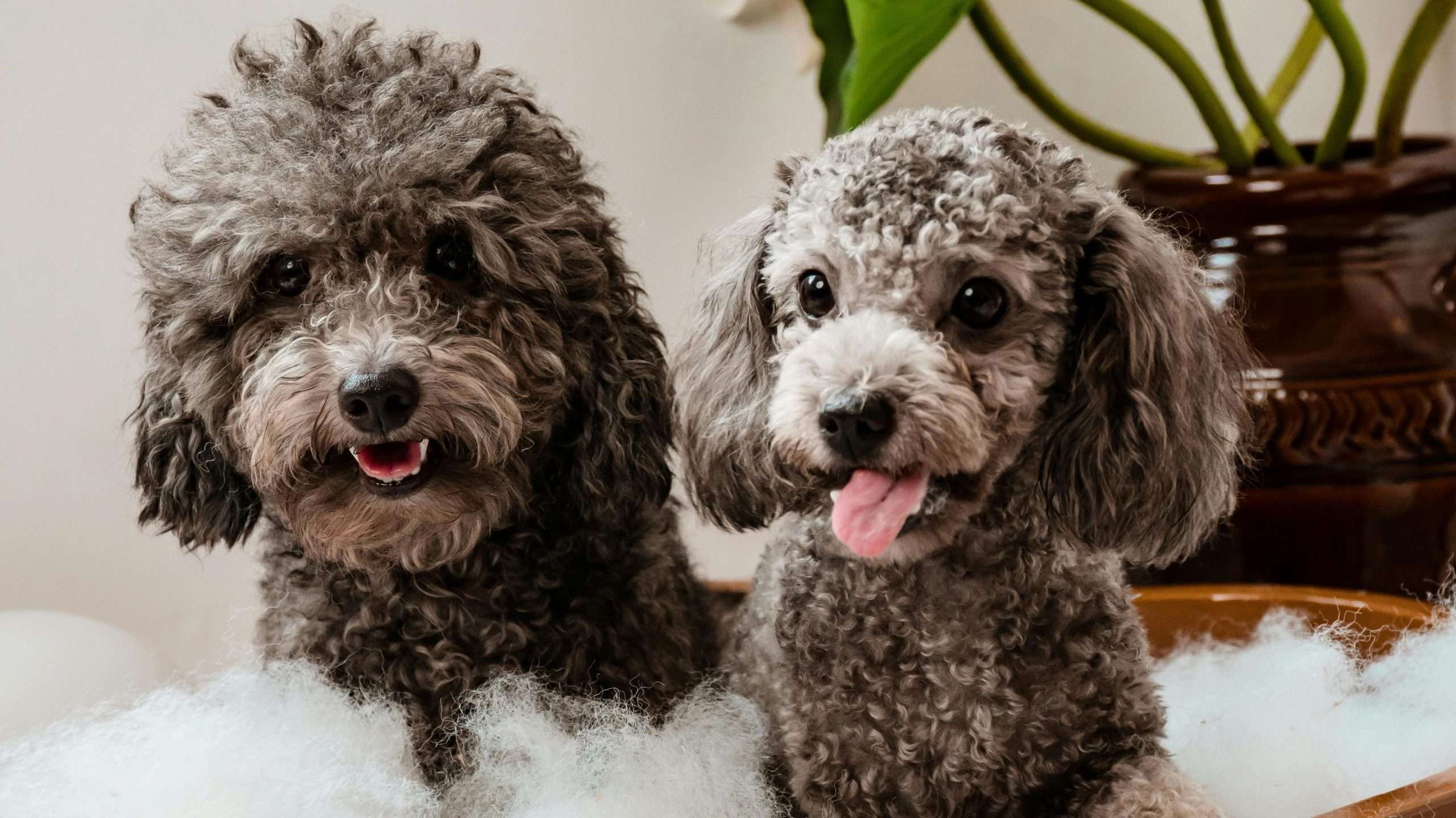 An image of dogs in a bathtub - water activities for dogs