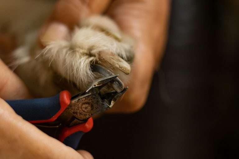 How to Trim Your Dog’s Nails At Home Safely