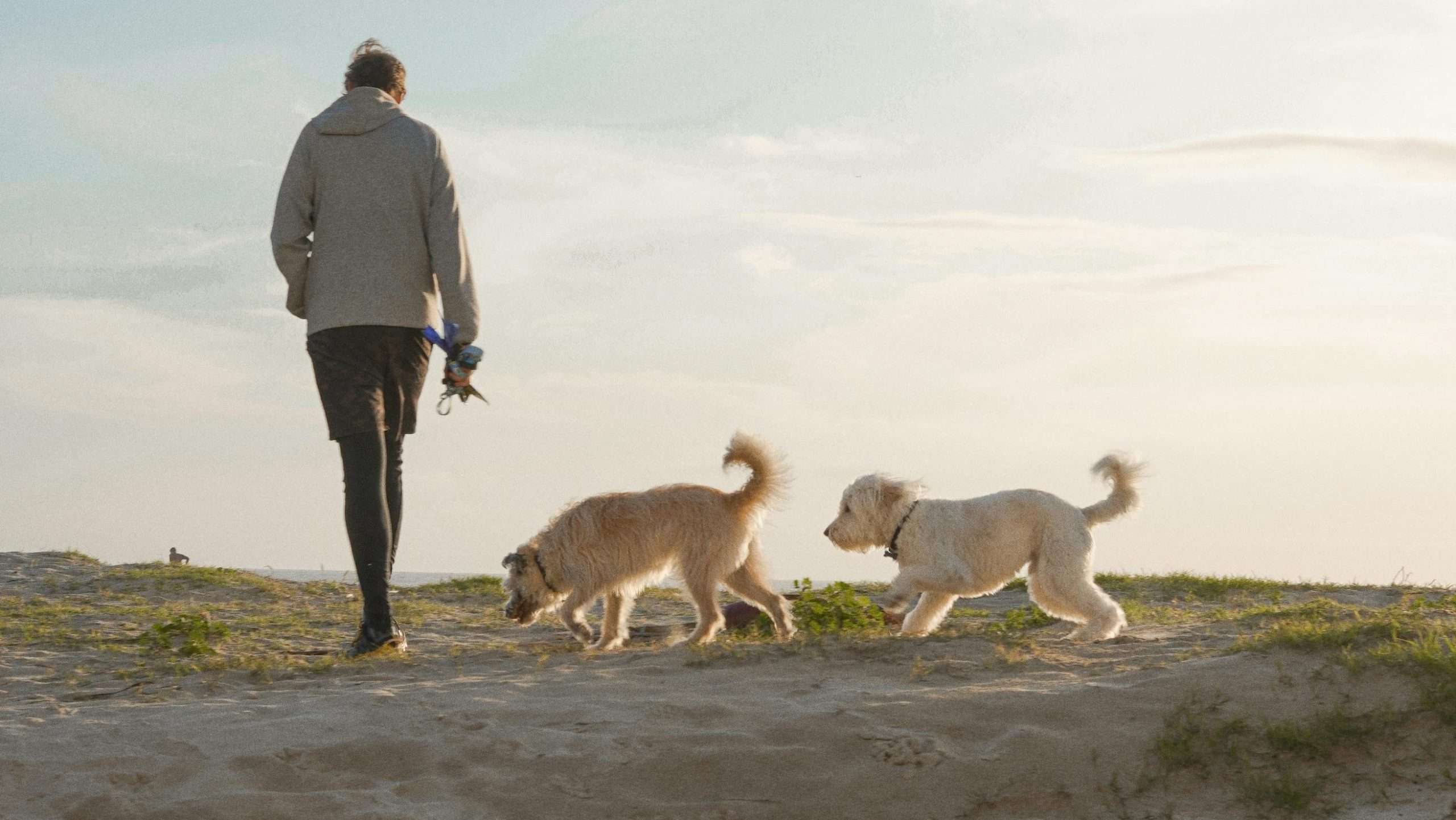 An image of dogs on walk