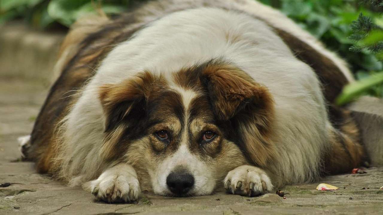 An image of a obese dog - diabetes in dogs