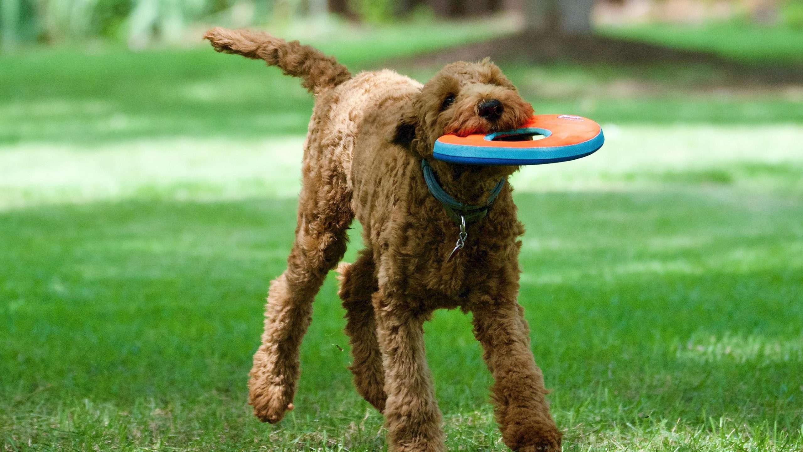 An image of a dog playing frisbee - fun ways to exercise your dog