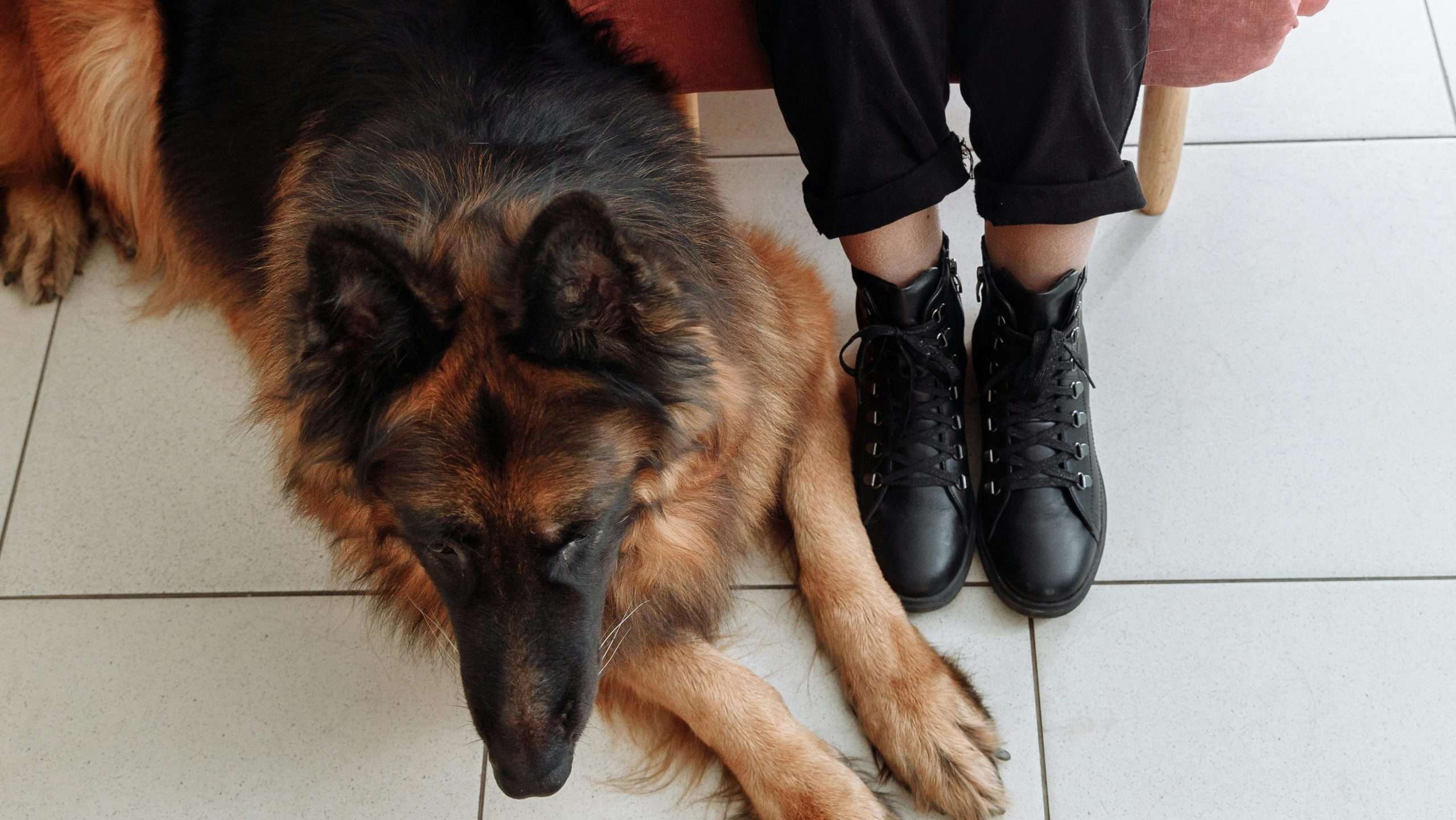 An image of a German Shepherd laying on the floor