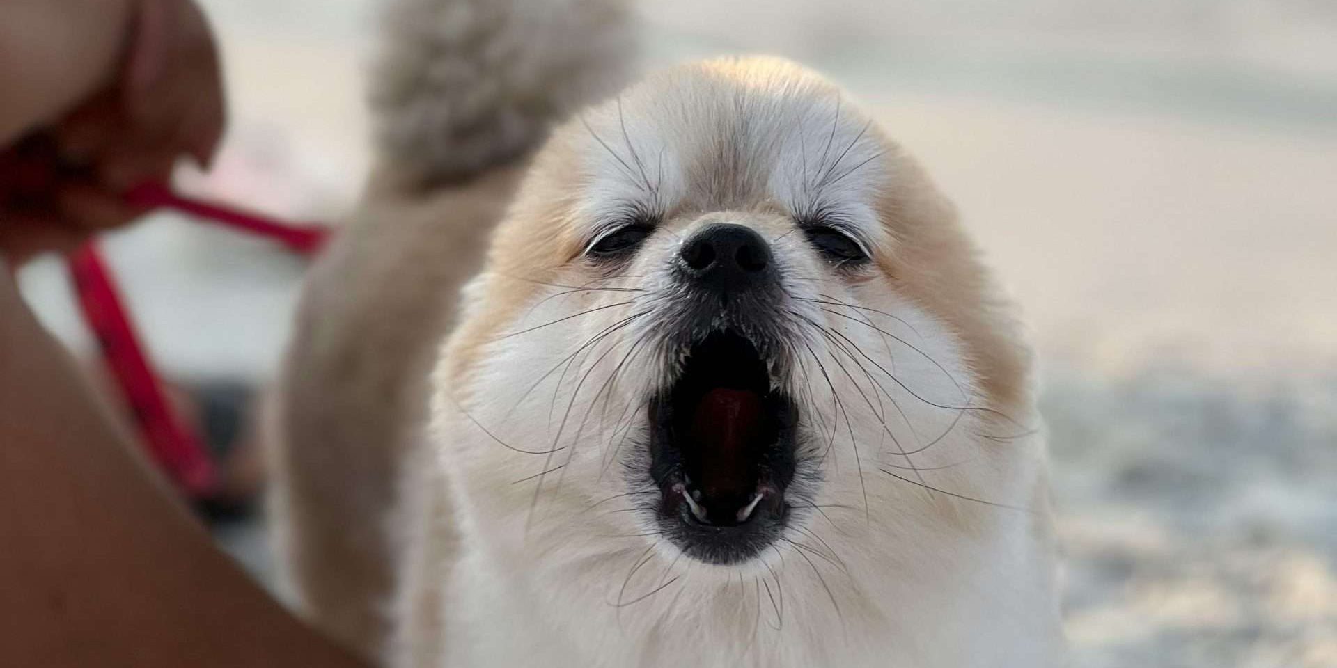 An image of a dog barking - jealousy in dogs