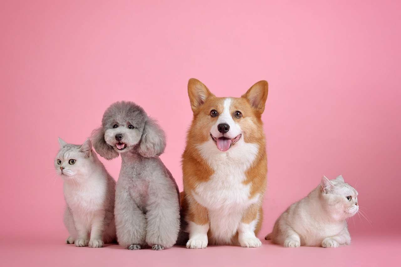 An image of many dogs - cleaning tips for multi-dog homes