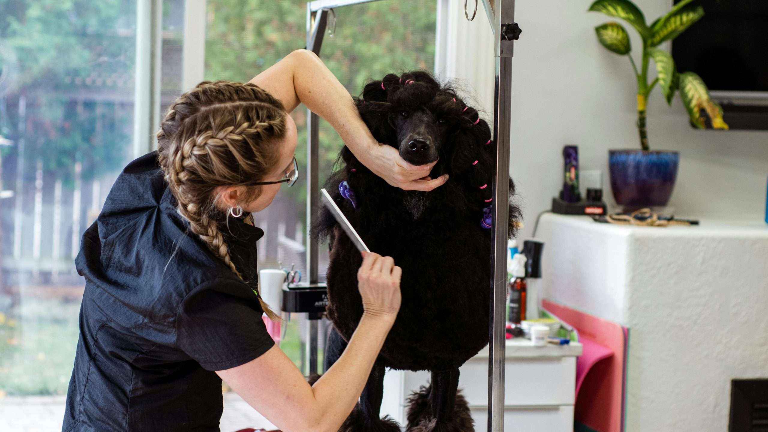 An image of a dog getting groomed - cleaning tips for multi-dog homes