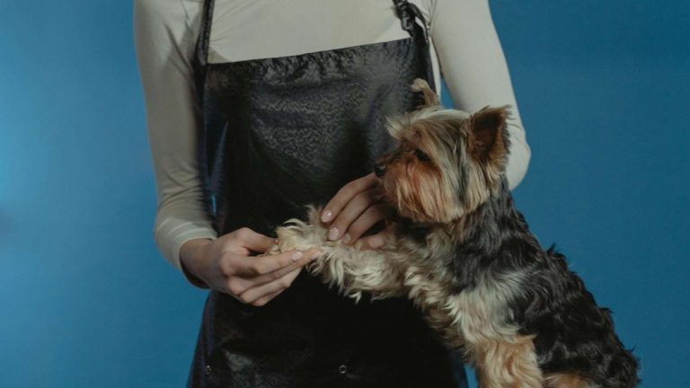 7 Professional Dog Grooming Techniques You Can Do at Home