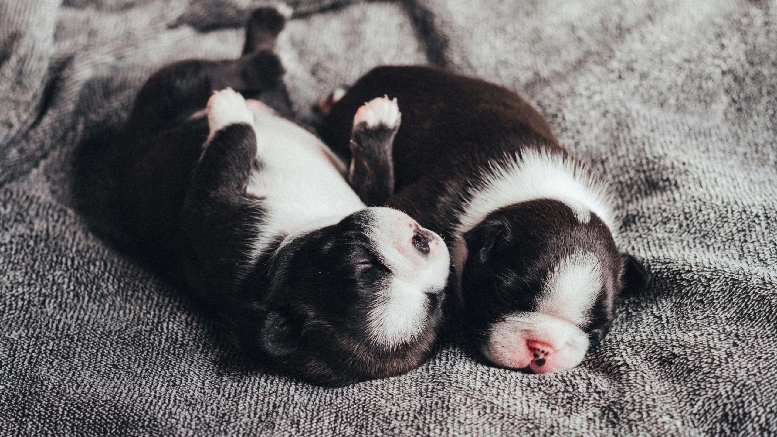 An image of puppies sleeping