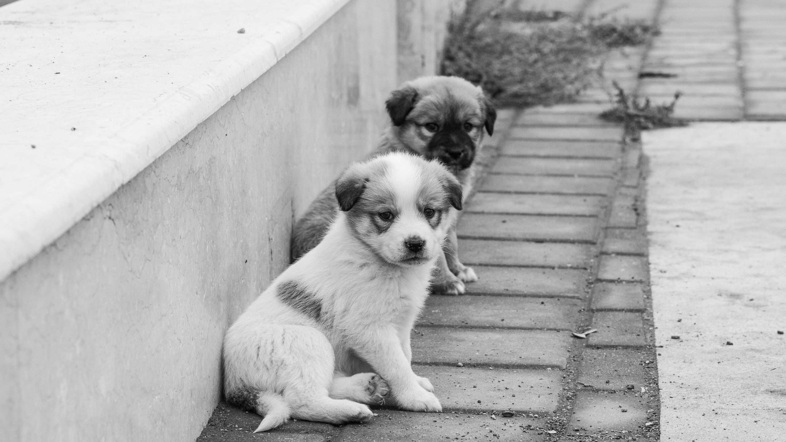 An image of puppies put to time out