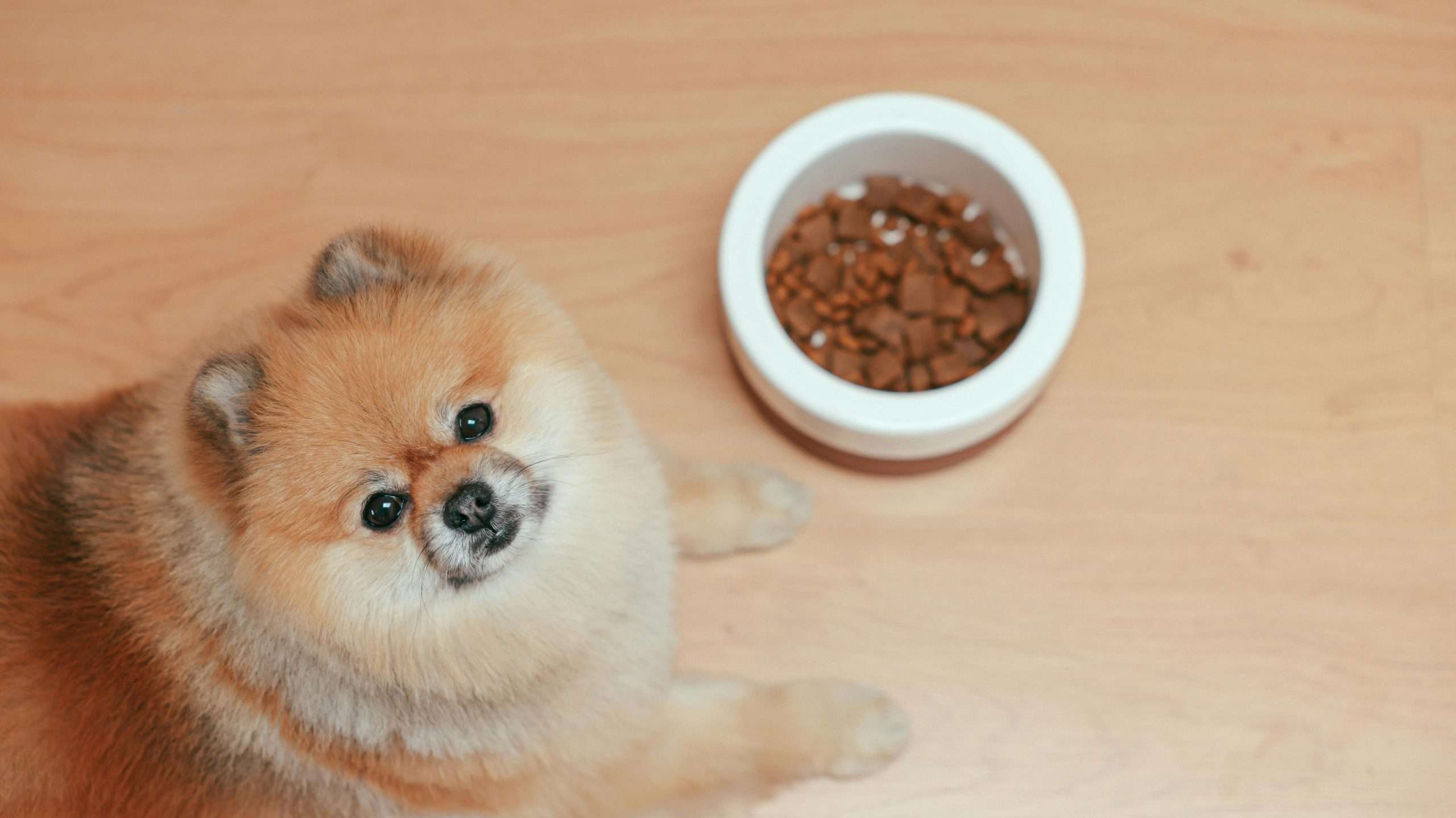 An image of a Pomeranian dog with food