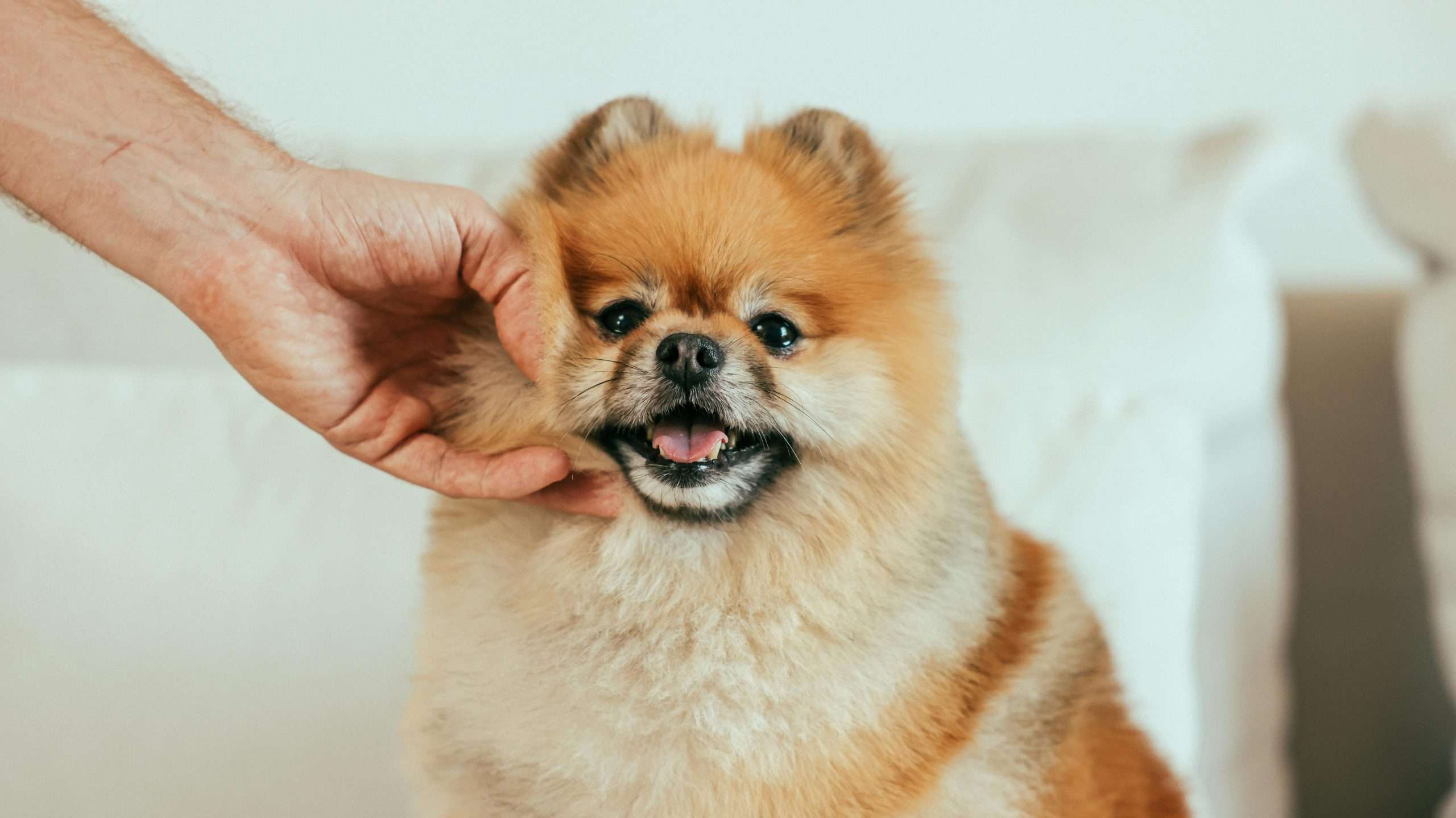 An image of a Pomeranian dog getting petted