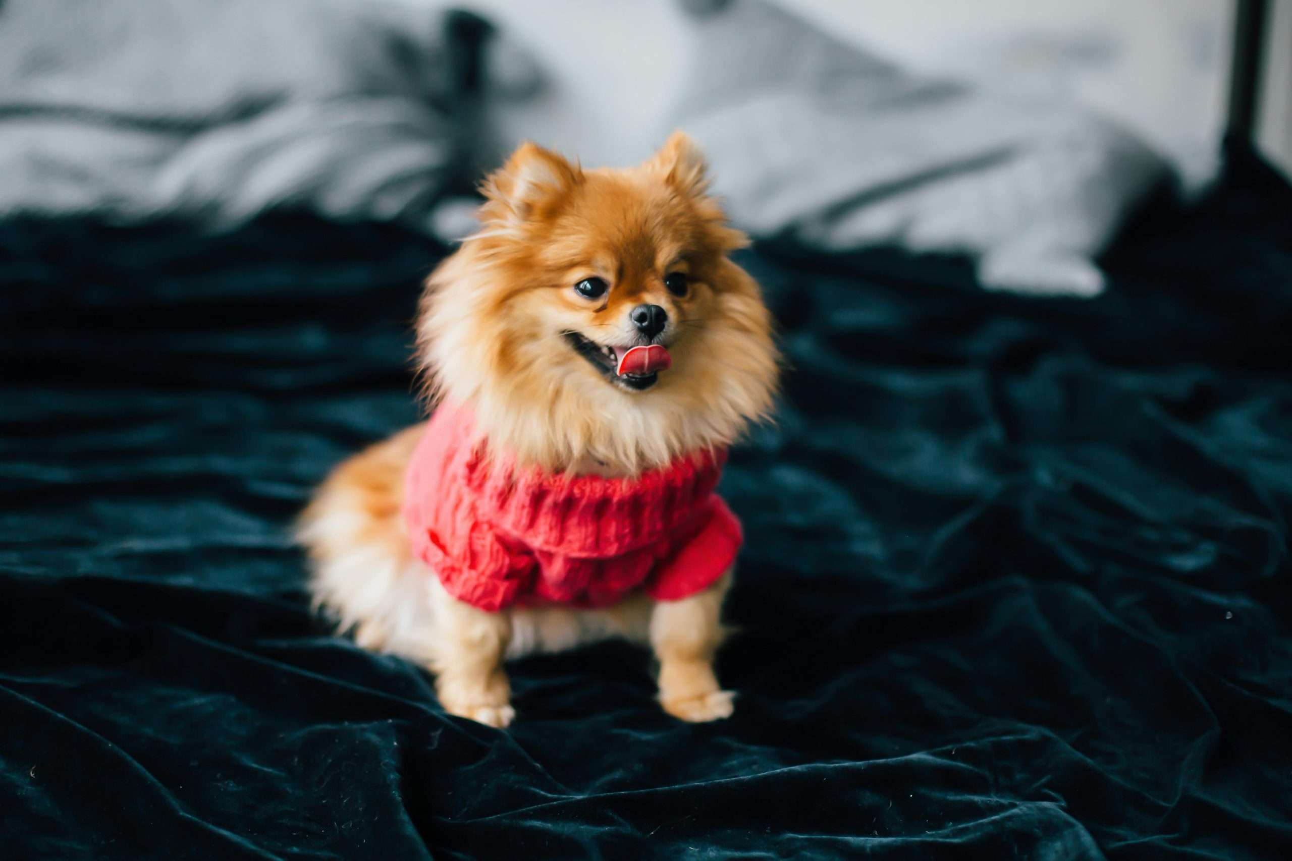 Pomeranian dog care tips