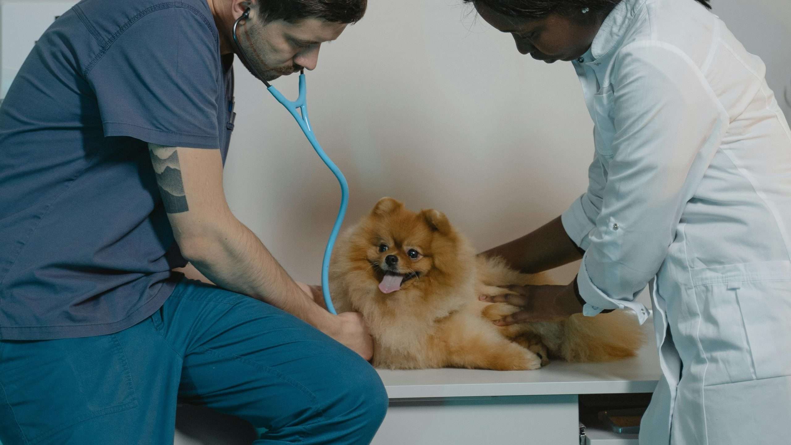 An image of a Pomeranian dog getting checked - Pomeranian dog care tips