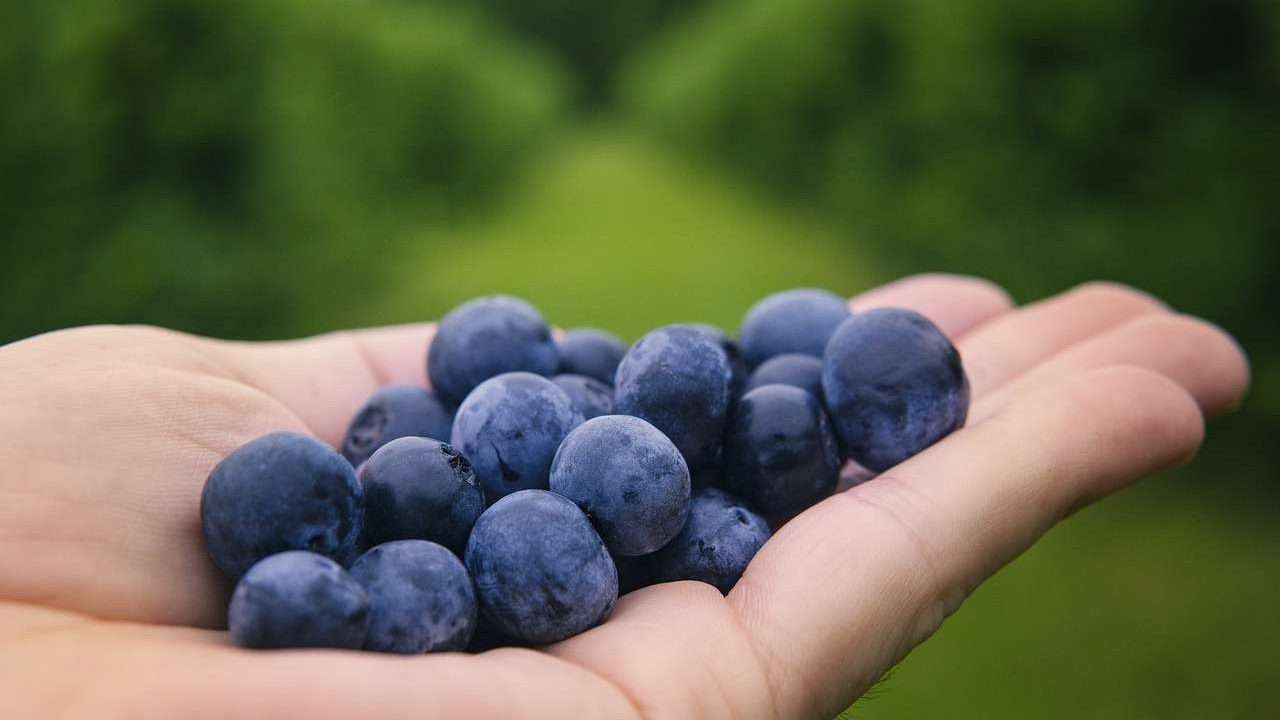 An image of blueberries