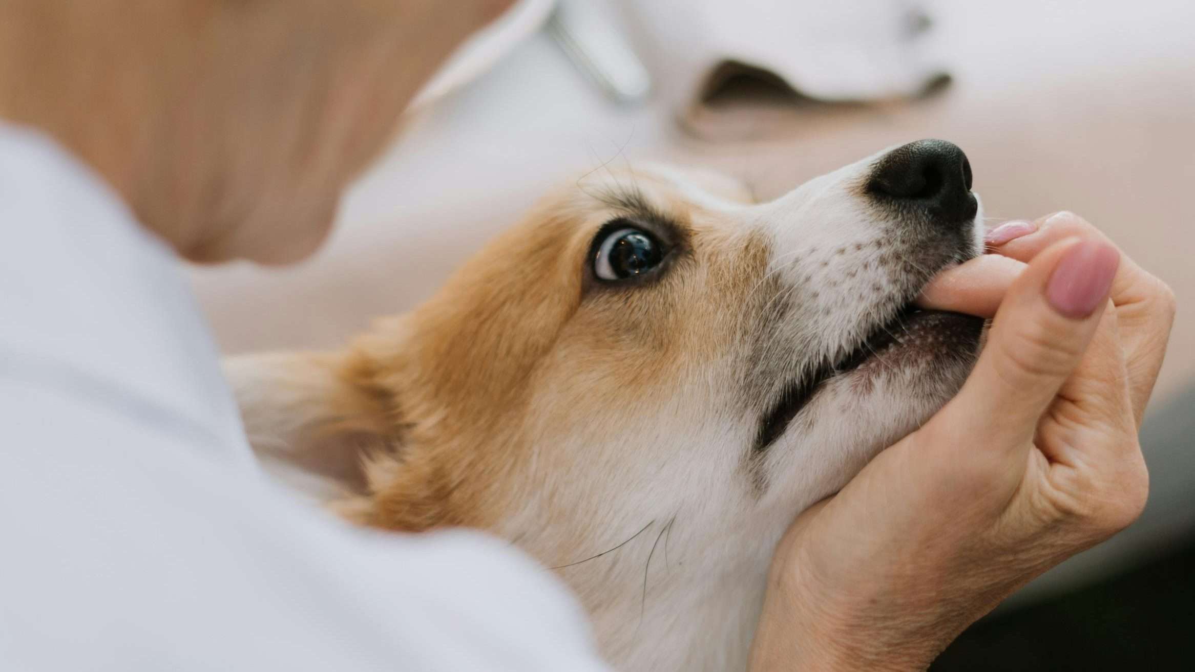 An image of a dog biting - train your dog to stop biting