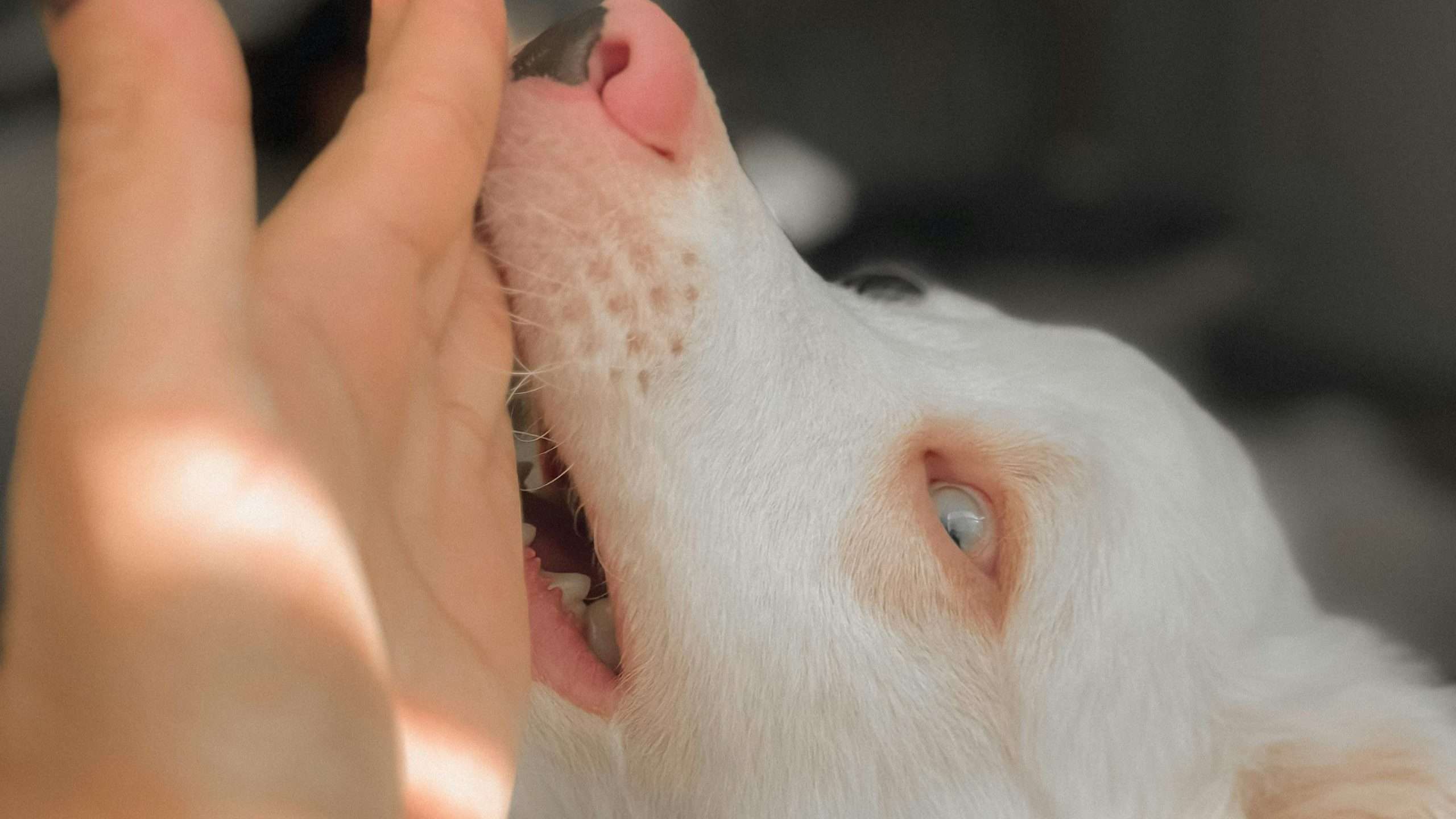 An image of a dog biting hand