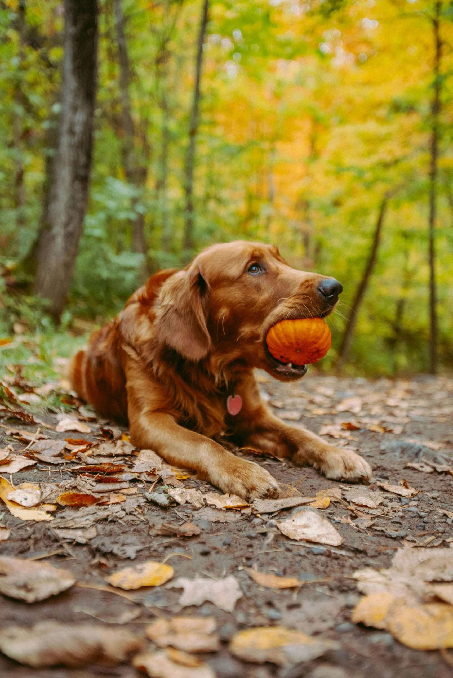 An image of a dog with a pumpkin in mouth - dog-friendly vegetables