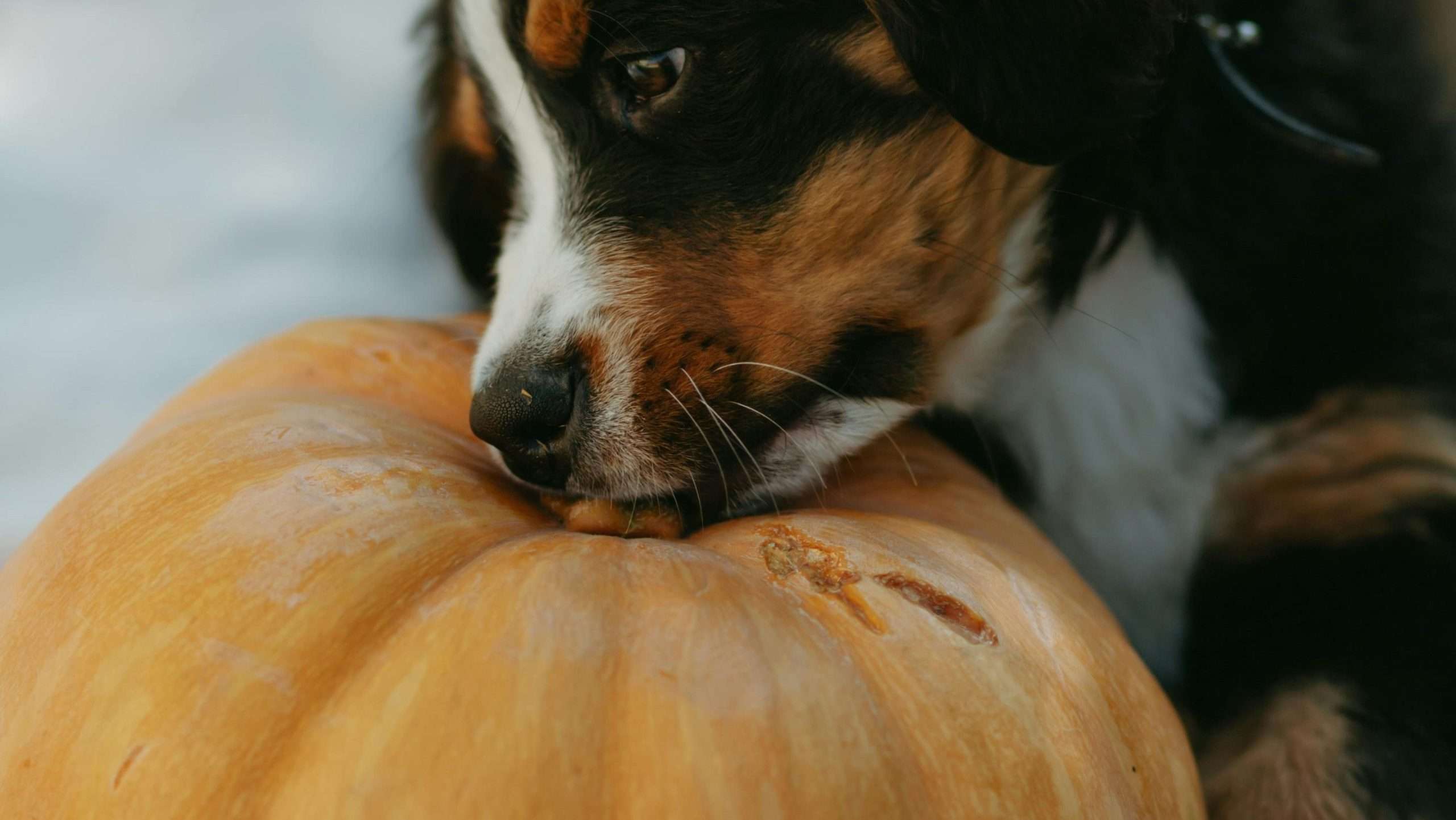 An image of a puppy laying on a pumpkin