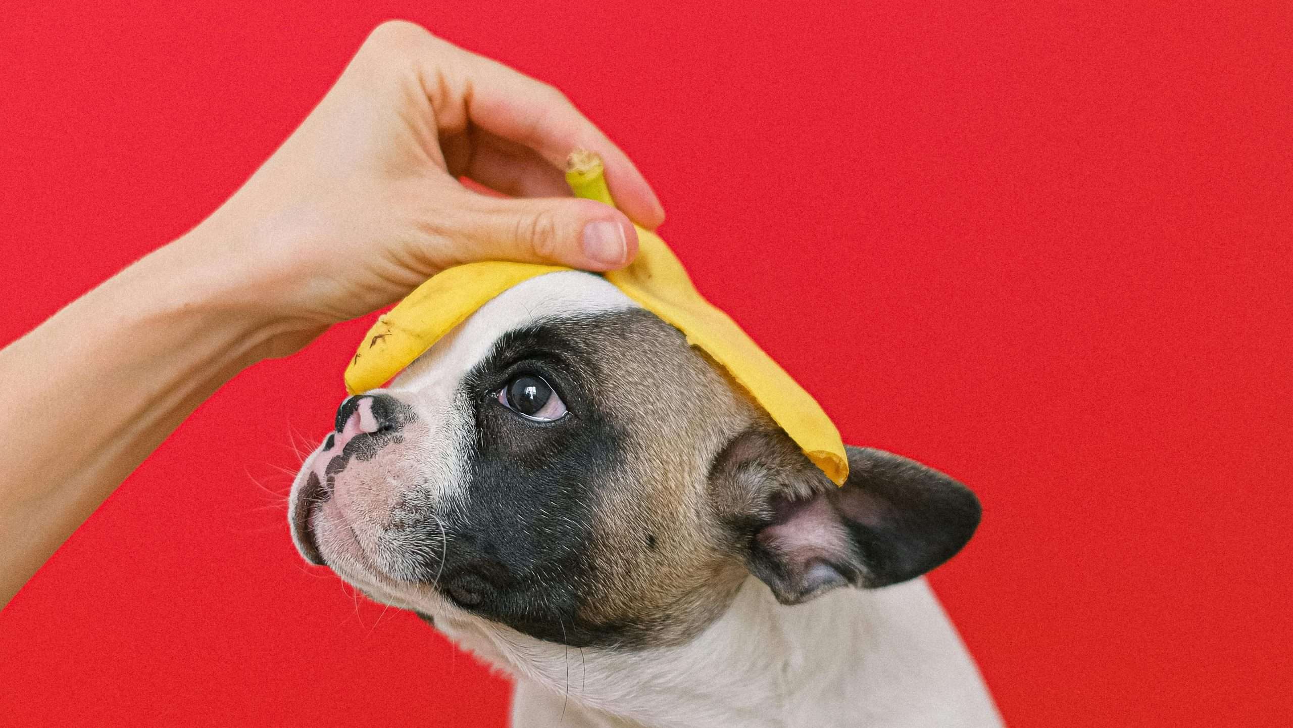 An image of a dog with banana peel - Fruits Dogs Can and Can't Eat
