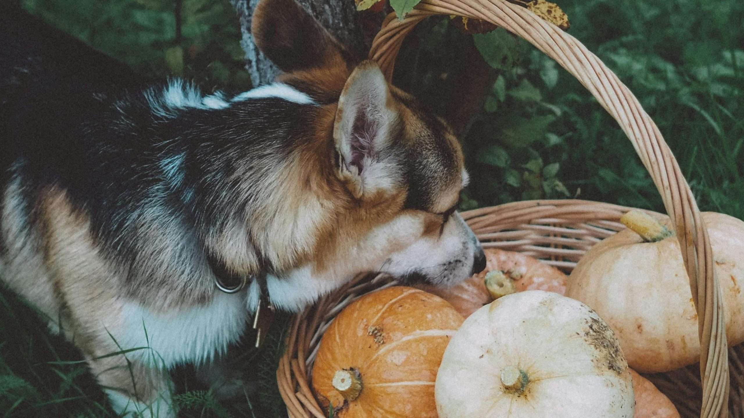 An image of a dog besides a pumpkin basket