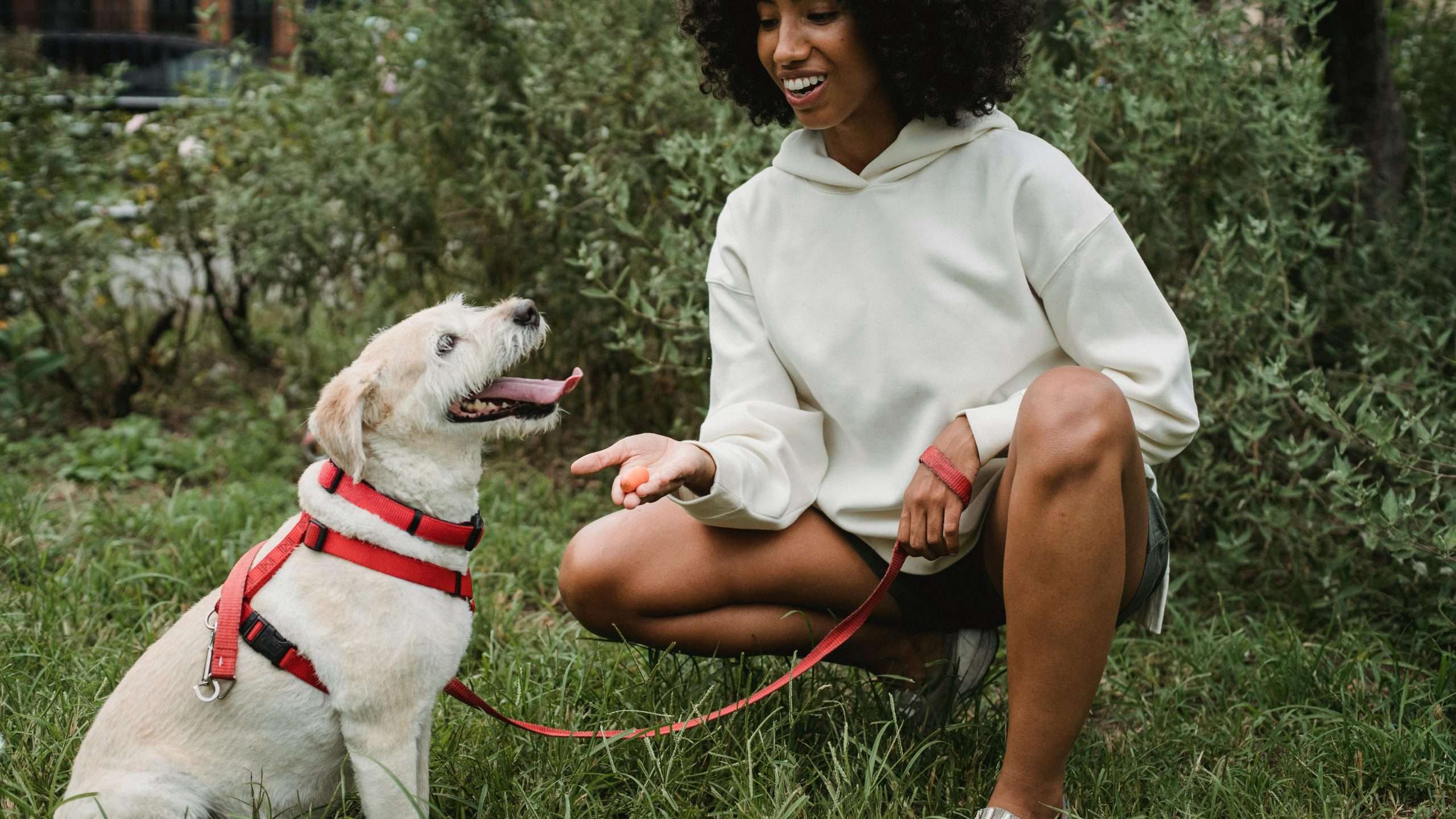 An image of a dog getting treats