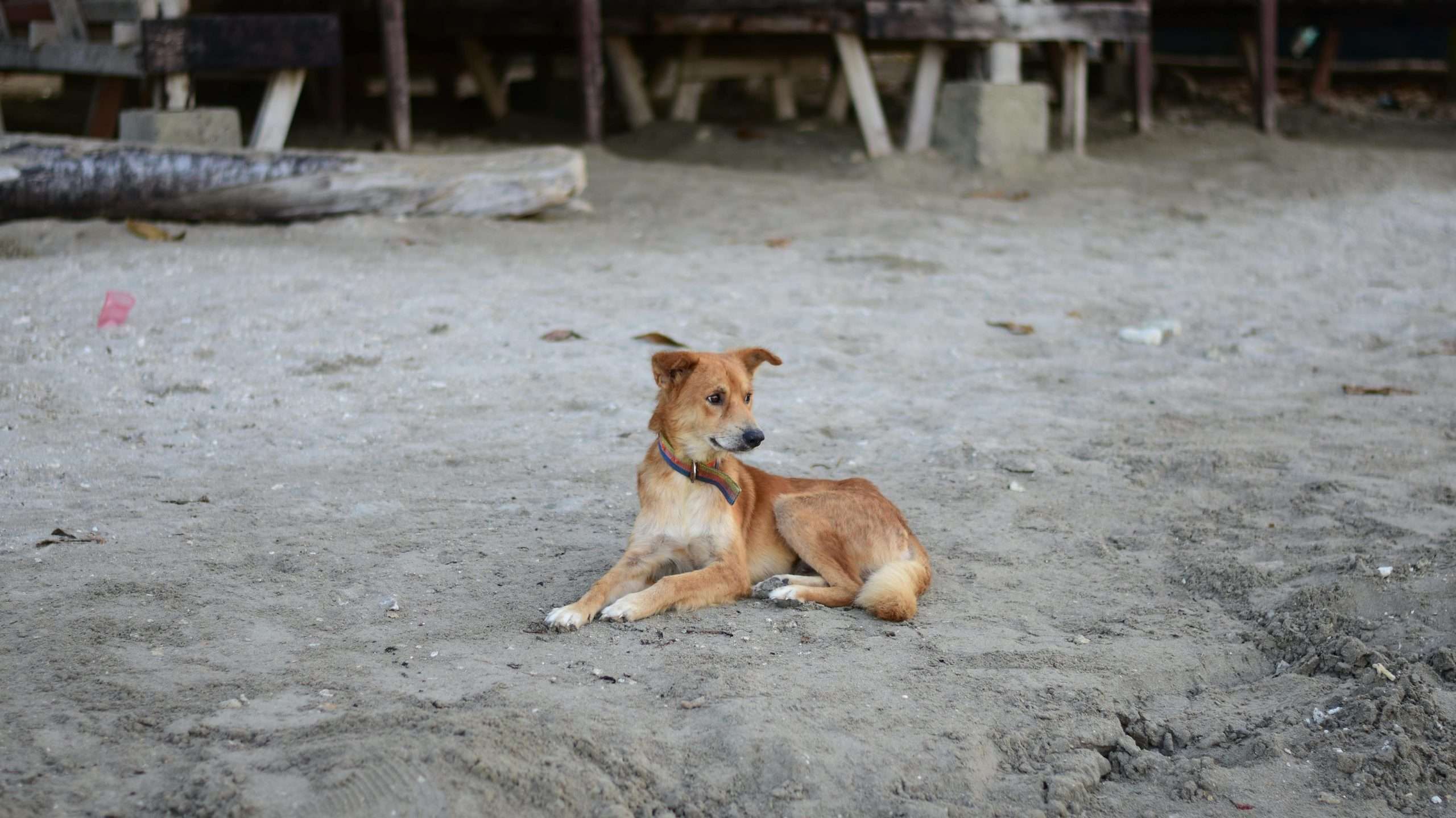 An image of an indie dog