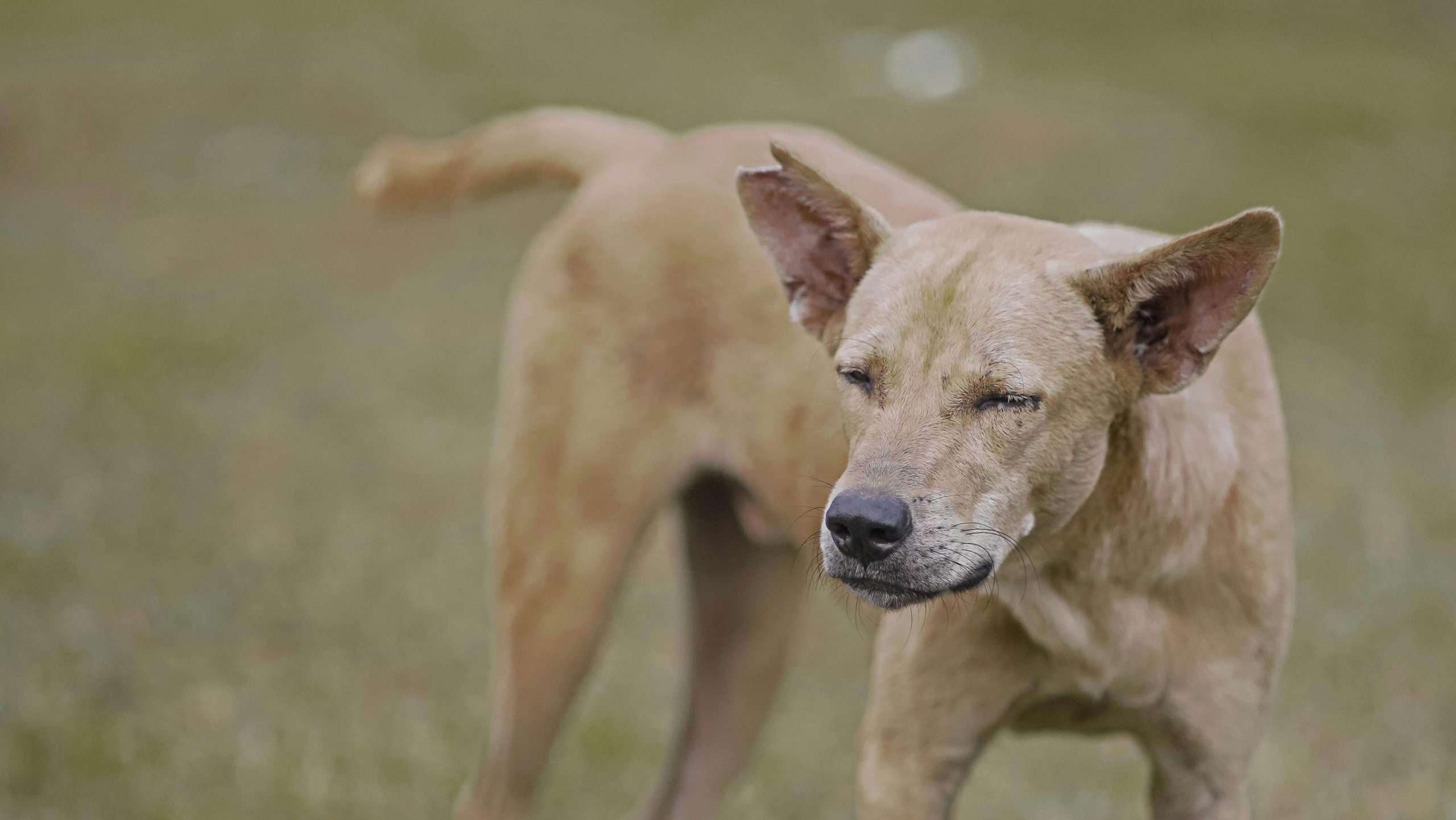An image of an indie dog closeup