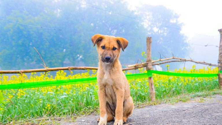 5 Reasons Why You Should Adopt An Indie Dog