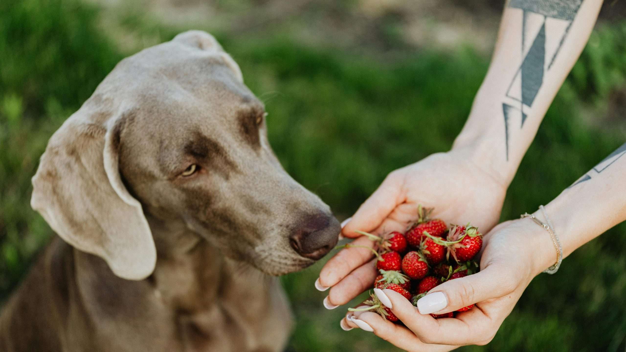 An image of dog with strawberries