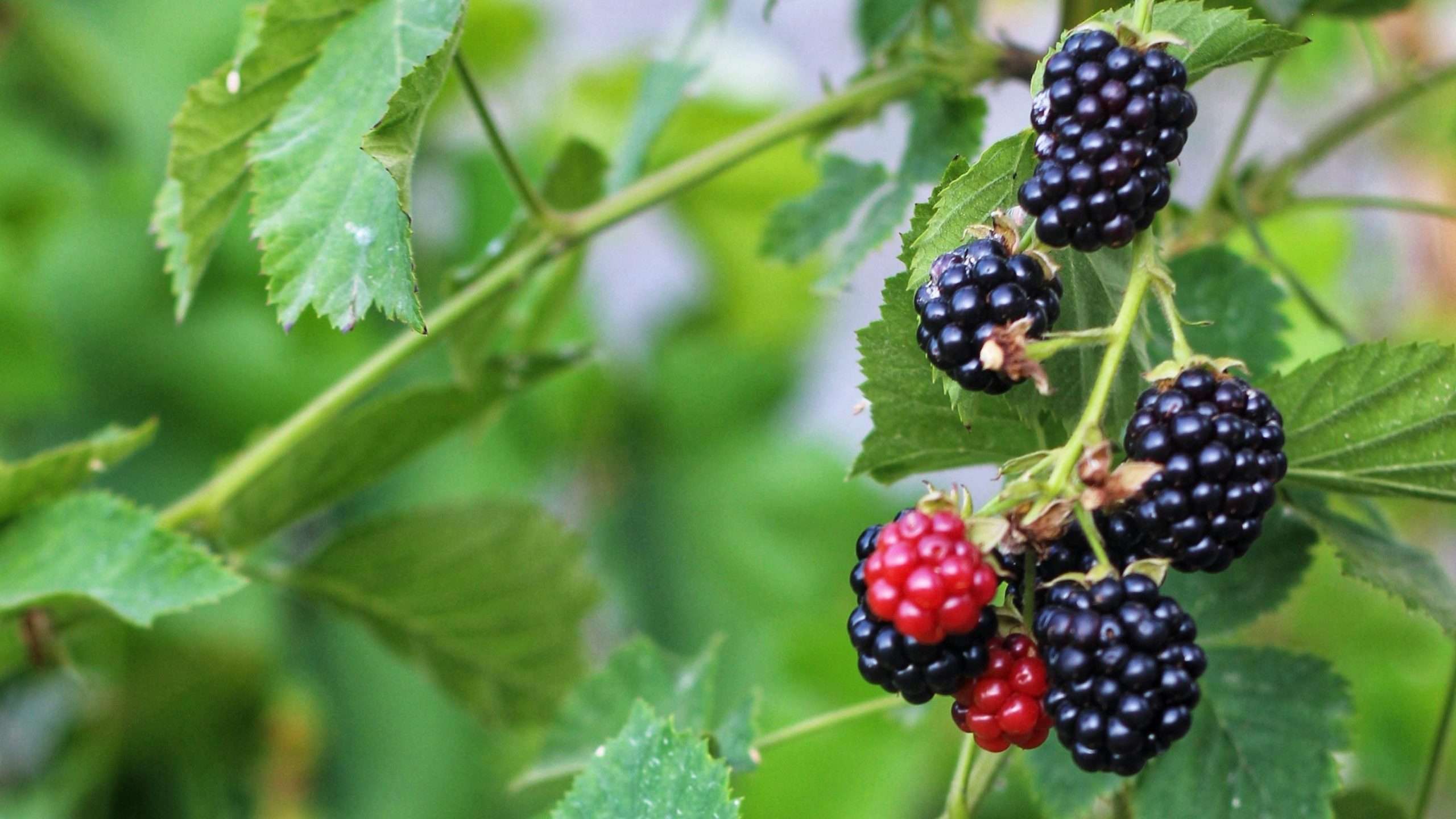 An image of wild berries