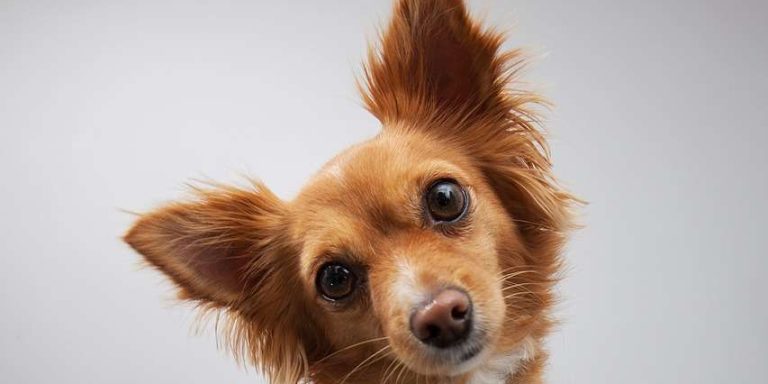 How to Clean Dog Ears: At Home Edition [2024]