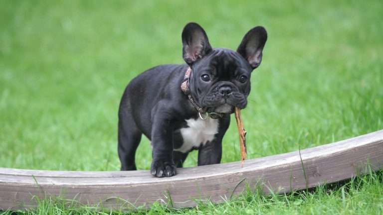 What Can French Bulldogs Eat? A Detailed Guide [2024]