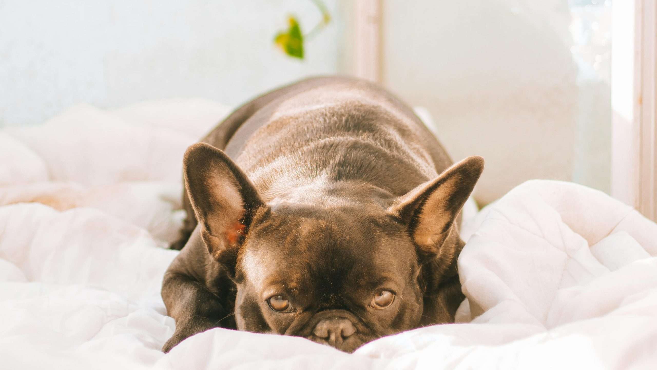 An image of a French bulldog on a bed - French bulldogs eat