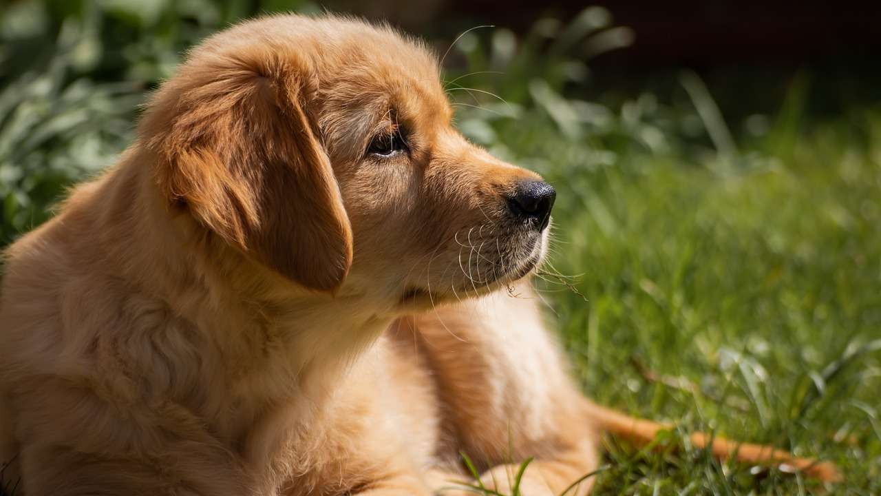 An image of a Golden retriever puppy