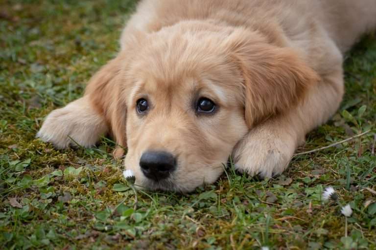 Are Golden Retrievers Smart? [2024]
