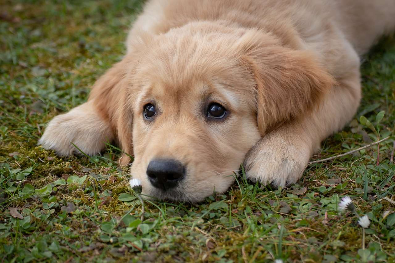 An image of a Golden retriever - Are Golden Retrievers smart?