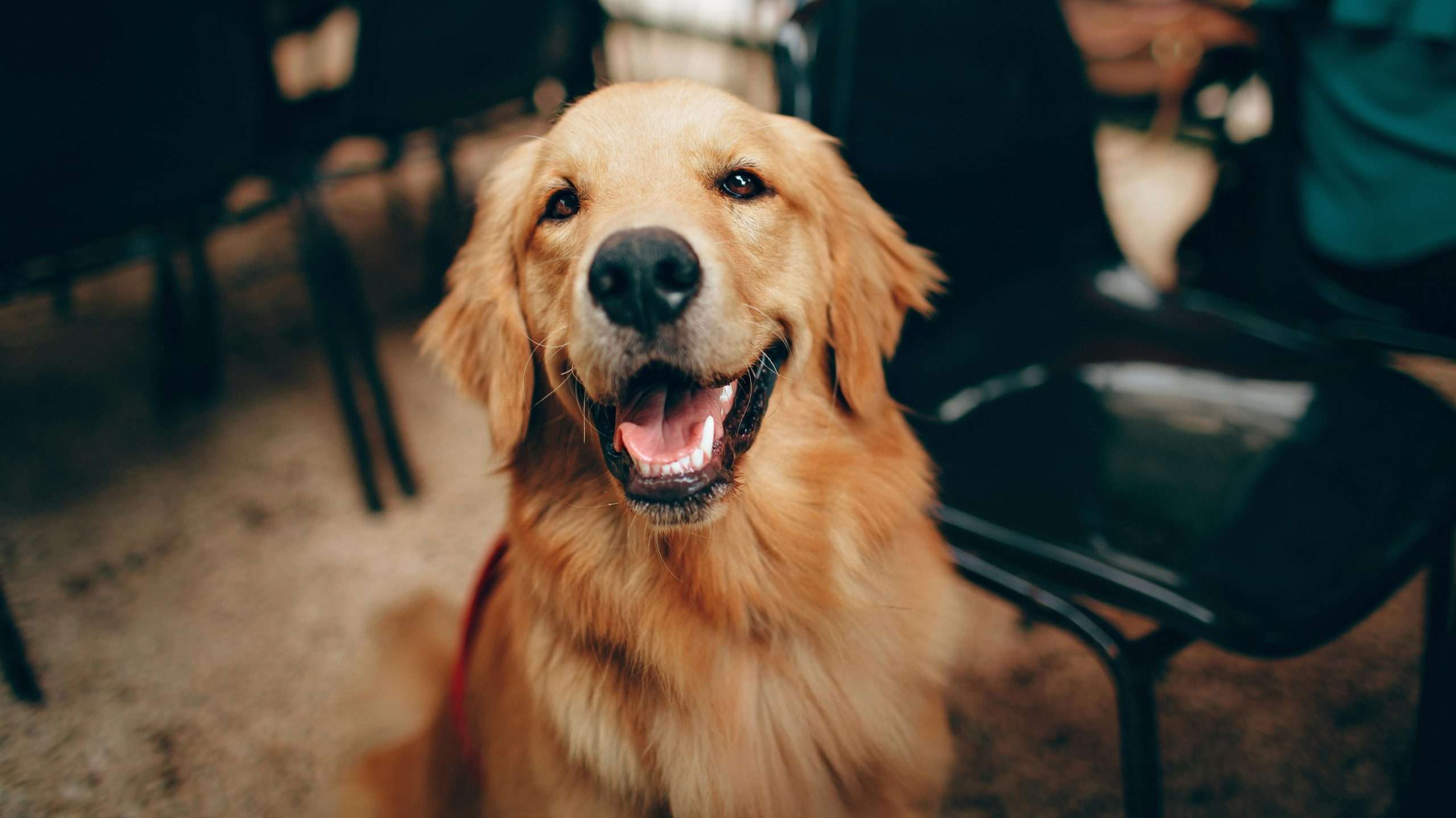 An image of a Golden Retriever - Friendliest Dog Breeds