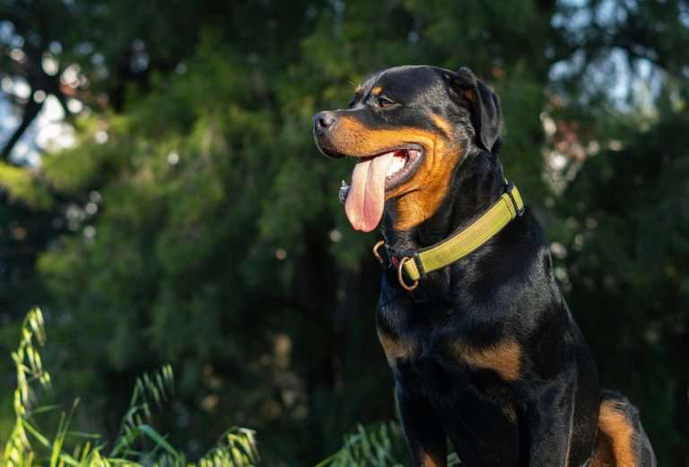 How to Train a Rottweiler: 7 Tips & Tricks