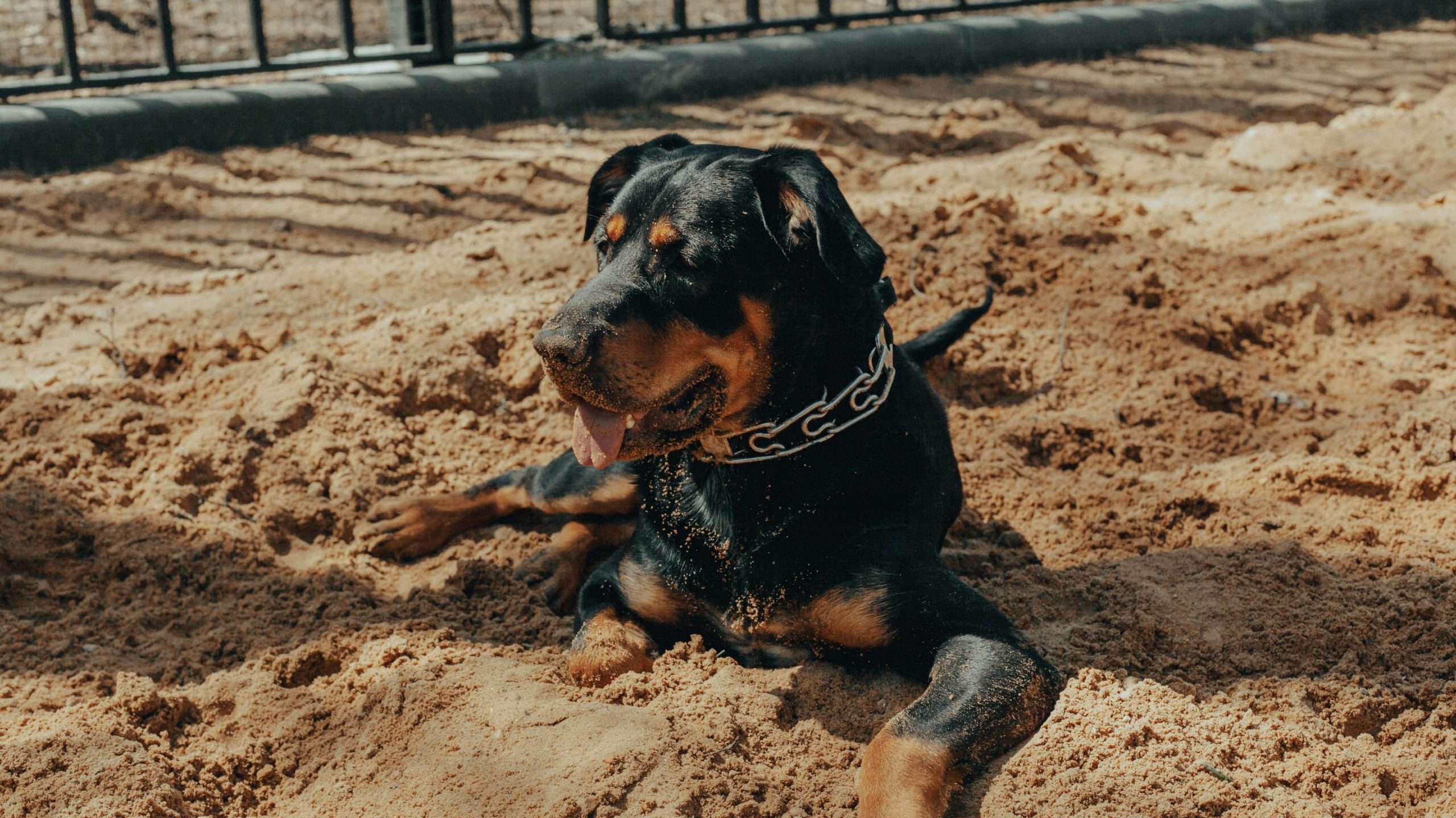 An image of a Rottweiler playing in sand